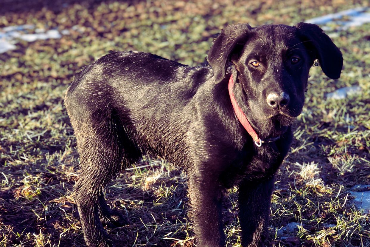 Shepherd Lab Mix